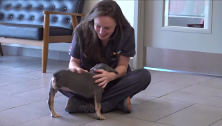 Illustration of the article: This young Pitbull cross loses a leg to an infection but finds a loving family for life