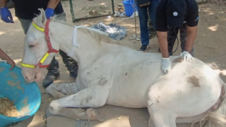 Illustration of the article: 2 mares abandoned during wedding processions are rescued thanks to the alert of passers-by