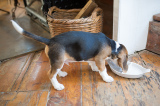 Illustration of the article: 11 methods to teach your dog not to beg
