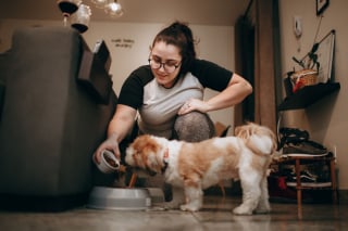 Illustration of the article: 11 methods to teach your dog not to beg