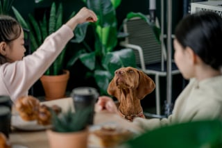 Illustration of the article: 11 methods to teach your dog not to beg