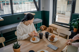 Illustration of the article: 11 methods to teach your dog not to beg