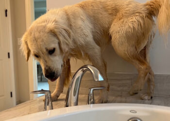 This dog invites himself into his mistress's bath, then does it again after being rejected (video)