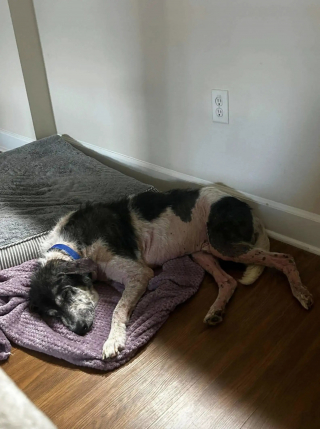 Illustration of the article: Almost hairless and very weakened, this dog had survived alone since the death of its master
