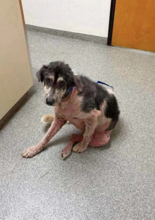 Illustration of the article: Almost hairless and very weakened, this dog had survived alone since the death of its master