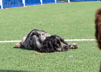 This young narcoleptic dog can fall asleep in the middle of activity, sometimes even while eating