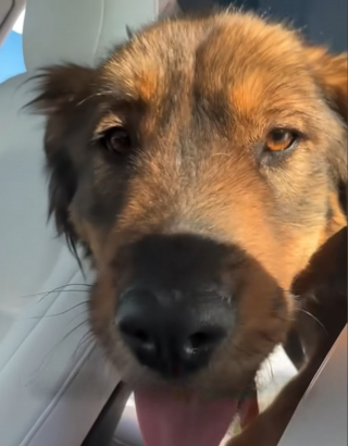 Article illustration: This skinny stray dog ​​gets into a stranger's car, then finds a forever family