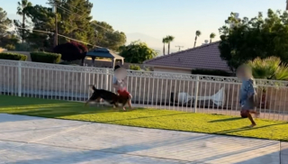 Article illustration: This skinny stray dog ​​gets into a stranger's car, then finds a forever family