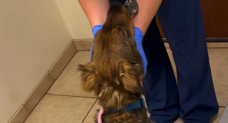 Article illustration: This skinny stray dog ​​gets into a stranger's car, then finds a forever family
