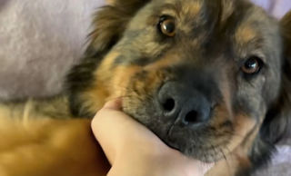 Article illustration: This skinny stray dog ​​gets into a stranger's car, then finds a forever family