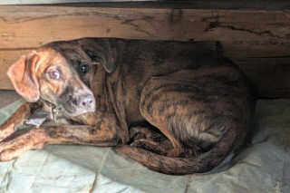 Illustration of the article: After 23 days of searching, a veterinarian recovers a dog that was fleeing all human presence