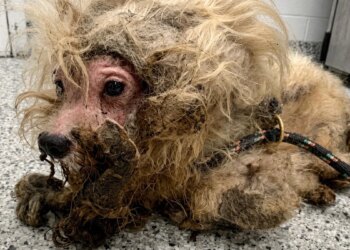This Neglected Dog Learns to Walk Again After Removing Nearly 800 Grams of Tangled Hair