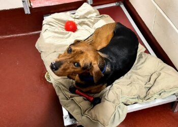 This identified dog was not claimed by his family, but another adopted him after seeing his video