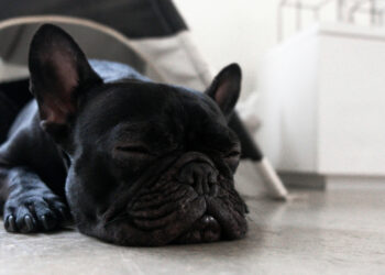 A Bulldog's snoring is normal and not serious: myth or reality?