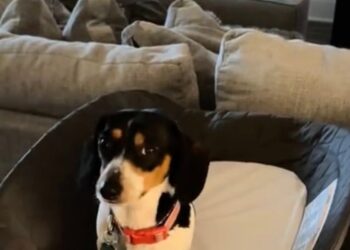 A Dachshund entertains his family by constantly trying to steal the things of the baby who has just arrived (video)