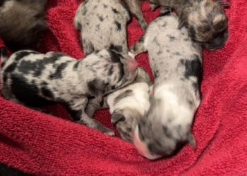 Abandoned in a basket near a dumpster, 4 newborn puppies cling to life while receiving care day and night