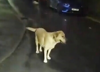 After being abandoned by his master while on the run, this Labrador leads the police to his hiding place (video)
