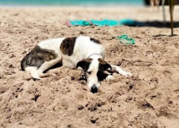 Although placed in an XXL cage, this 28 kg dog was completely forgotten by the airline during a stopover