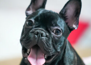 Bulldogs on planes: why their short snouts increase respiratory risks in the hold