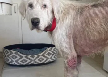 Deprived of care and outings, this dog rescued in Maine-et-Loire will see the sea for the first time in 10 years