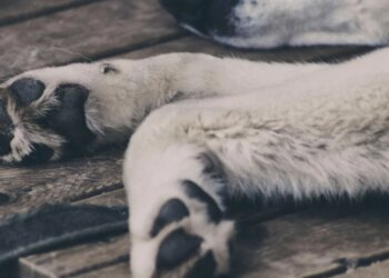 Dewclaws: what are these “useless” fingers on your dog’s paws really for?