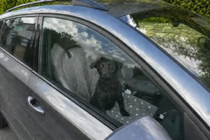 Dog in a hot car