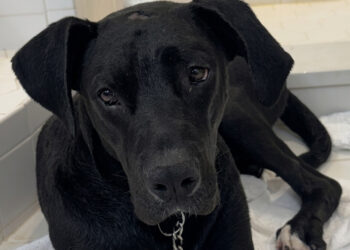 Dog with gunshot wound is rescued, then trained to provide emotional support to military personnel
