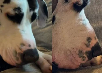 Faced with a tiny ladybug, this 70 kg Great Dane reveals all the sweetness hidden behind its impressive size (video)
