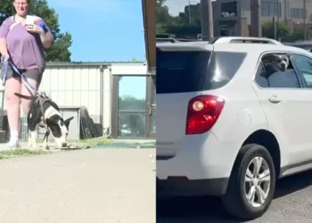 For the big clean-up of a shelter, 37 volunteers responded by welcoming the 16 dogs for a day
