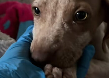 “He just needs love”, this puppy always wants to hold the hand of a volunteer so he no longer feels alone (video)