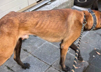 In Marseille, a Malinois regularly locked on the balcony at 35 degrees has just been saved following a report from a neighbor