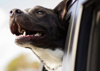 In the car, why do dogs love to stick their heads out of the window at 80 km/h?