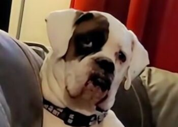 Missing for 8 weeks, this resourceful Boxer found in a supermarket consumed nearly 6,000 euros of goods (video)