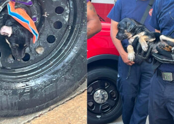 Puppy stuck in spare tire rim freed thanks to painstaking rescue by firefighters