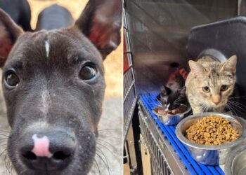 Saved from an unsanitary home, 23 dogs and 2 cats discover simple gestures like walks and are now waiting for a new family