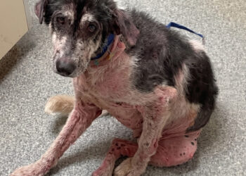 This almost hairless dog was supposed to be fostered temporarily, but his foster mother ended up adopting him