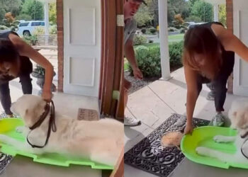 This dog refuses to walk to the vet, so his owners find him another means of transport (video)