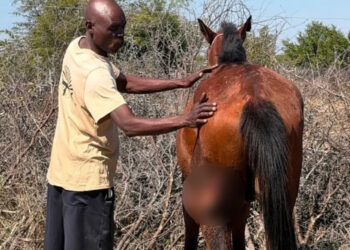 This horse is bitten by a crocodile while going drinking, but manages to escape without breaking any bones