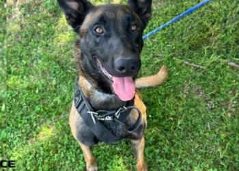 This police dog from Rouen is retired at 4 years old and is looking for a new family to welcome him
