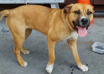 Tied up in front of a supermarket by her owner, a one-year-old dog experiences her third abandonment