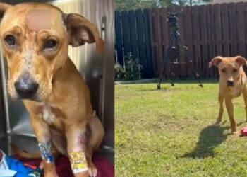 Touched by his budding friendship with their quadriplegic daughter, they decide to adopt the amputee dog they took in.