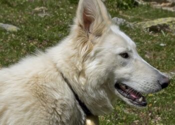 Victim of a 200 meter fall in the mountains, a hiker was located the next day thanks to his dog and transported to hospital