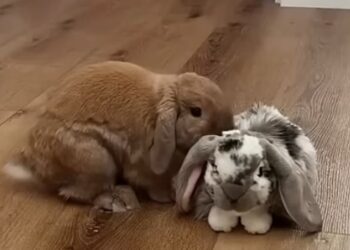 We offer him a stuffed toy to comfort him, but this rabbit seems to want to get rid of it (video)