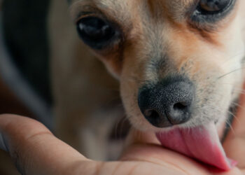 Why does your dog want to lick your wounds or wounds at all costs?