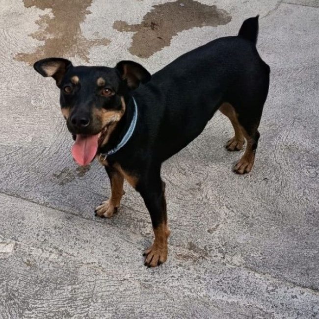 Photo of GALLETA from her adoption announcement on Animaux.fr