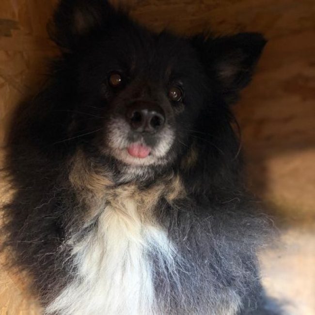 Photo of INDY from his adoption announcement on Animaux.fr