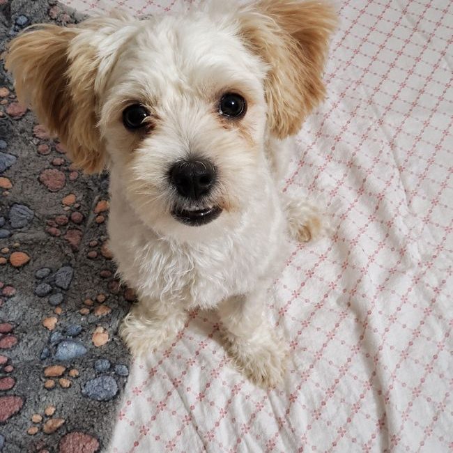 Photo of Pilou from his adoption announcement on Animaux.fr
