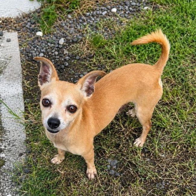 Photo of GUS from his adoption announcement on Animaux.fr