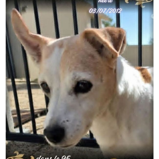 Photo of Harya from her adoption announcement on Animaux.fr
