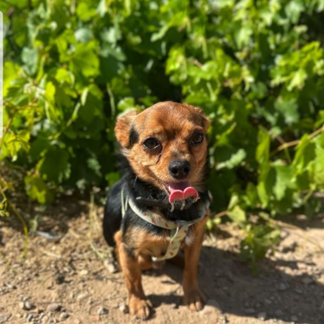 Photo of RASPUTIN from his adoption announcement on Animaux.fr